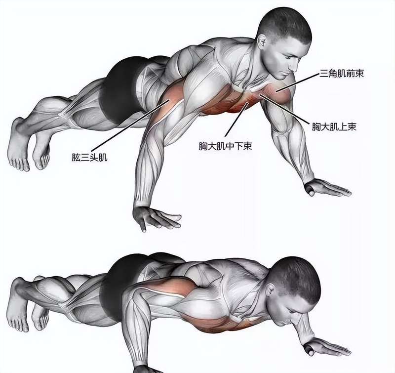  上肢力量自救指南：一个被忽视的自重动作，藏着被低估的健身价值 健康养生